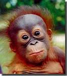 orangutan's Photo